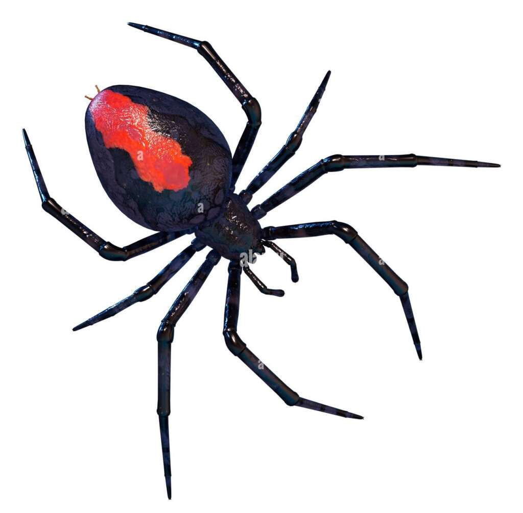 Spiders Pest Control control service