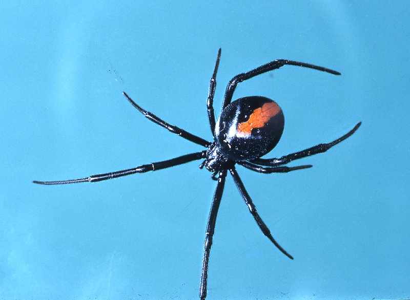 Spiders