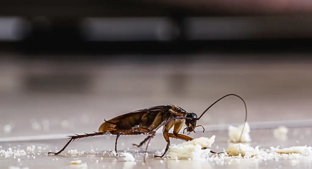 Cockroaches