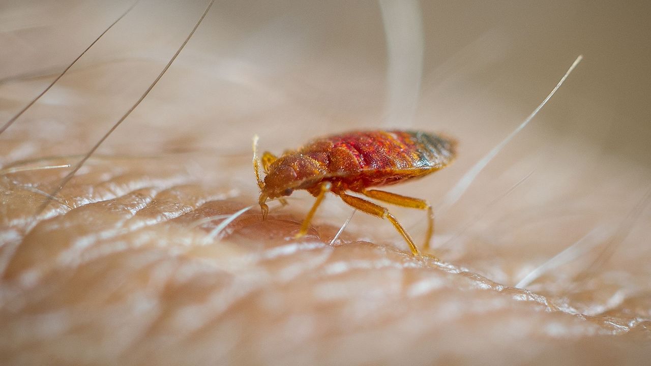 Close-up of a bed bug on skin in Sydney