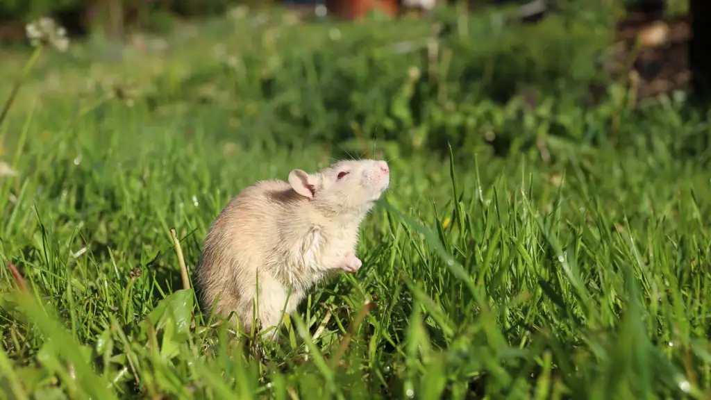 Rodents