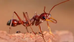 Bull Ant Close-Up Image Ant Control & Treatment service
