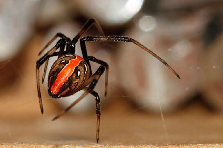 Redback Spiders in Sydney: Are They in Your Yard?