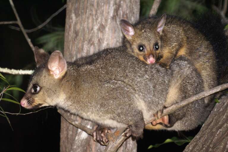Possums in the Roof Sydney: What’s Legal & Humane (NSW Rules)
