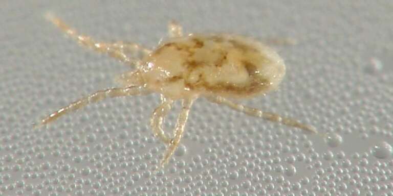 Bird Mites in Sydney Apartments: Bites, Signs & Elimination