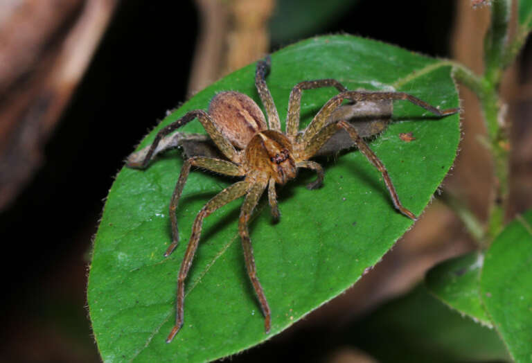 Huntsman Spiders: Harmless or Hazard? Sydney Homeowner Guide