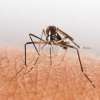 Fighting Mosquito-Borne Diseases